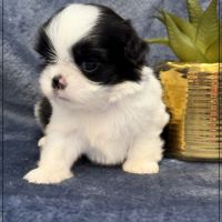 Bulle, superbe femelle shihtzu ,noir et blanc, lof #4
