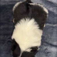Bulle, superbe femelle shihtzu ,noir et blanc, lof #5