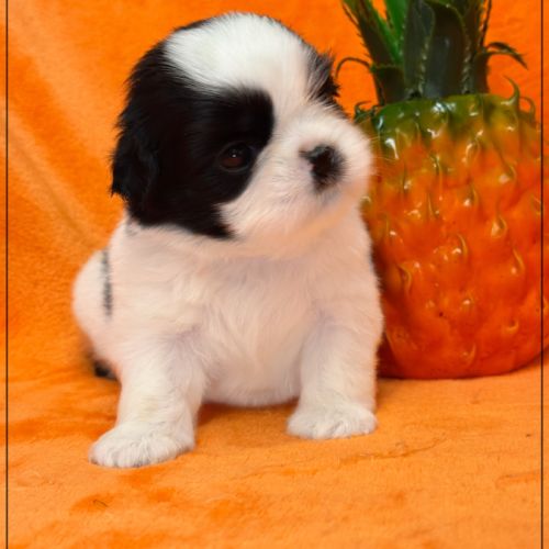 Bloom, superbe femelle shih tzu noir et blanc lof #2