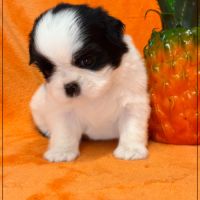 Bloom, superbe femelle shih tzu noir et blanc lof #1