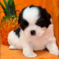 Bloom, superbe femelle shih tzu noir et blanc lof