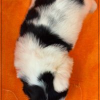 Bloom, superbe femelle shih tzu noir et blanc lof #4