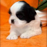 Bloom, superbe femelle shih tzu noir et blanc lof #5