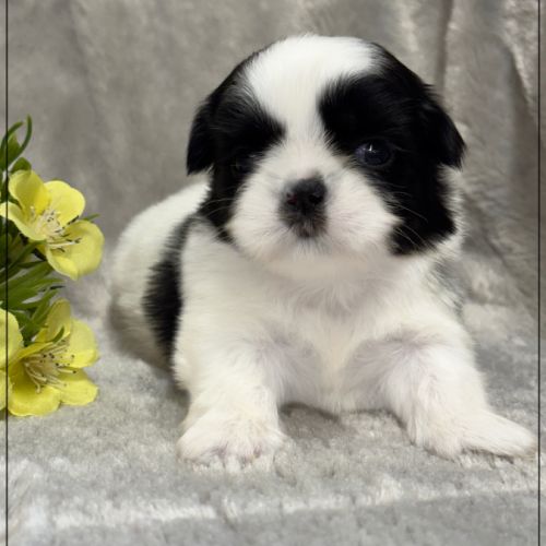Basile, superbe mâle shih tzu, noir et blanc, lof