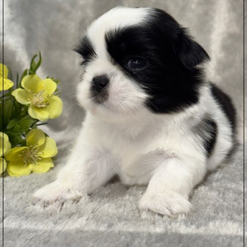 Basile, superbe mâle shih tzu, noir et blanc, lof #2