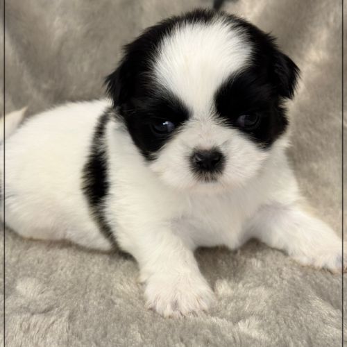 Basile, superbe mâle shih tzu, noir et blanc, lof #4
