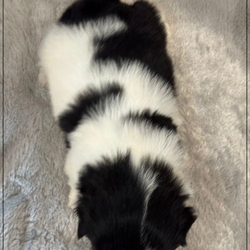 Basile, superbe mâle shih tzu, noir et blanc, lof #5
