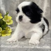 Basile, superbe mâle shih tzu, noir et blanc, lof #2