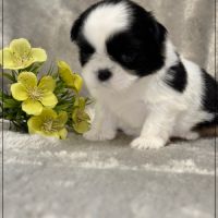 Basile, superbe mâle shih tzu, noir et blanc, lof #3