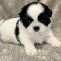 Basile, superbe mâle shih tzu, noir et blanc, lof #4