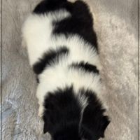 Basile, superbe mâle shih tzu, noir et blanc, lof #5