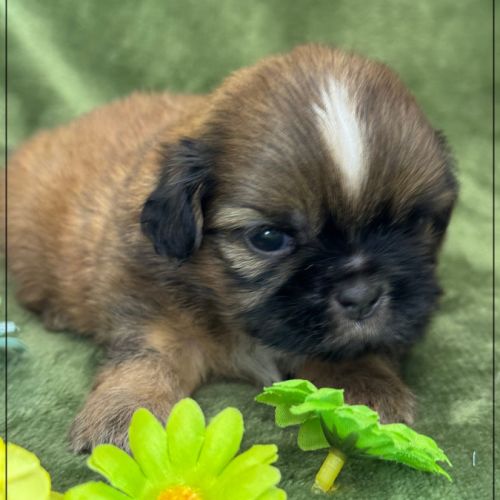 Baloo, superbe mâle type shihtzu , fauve uni #1