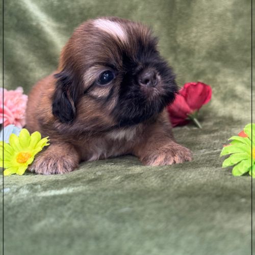Baloo, superbe mâle type shihtzu , fauve uni #3