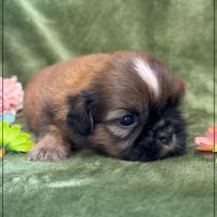 Baloo, superbe mâle type shihtzu , fauve uni #2