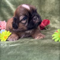 Baloo, superbe mâle type shihtzu , fauve uni #3
