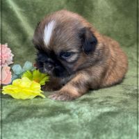 Baloo, superbe mâle type shihtzu , fauve uni #4