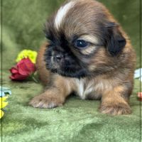 Baloo, superbe mâle type shihtzu , fauve uni #0