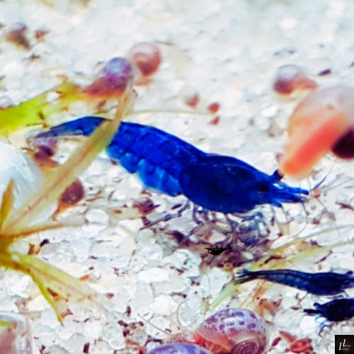 Crevettes blue velvet