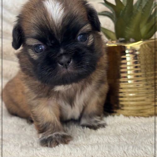 Bob, superbe mâle type chiot tzu ,fauve uni #1
