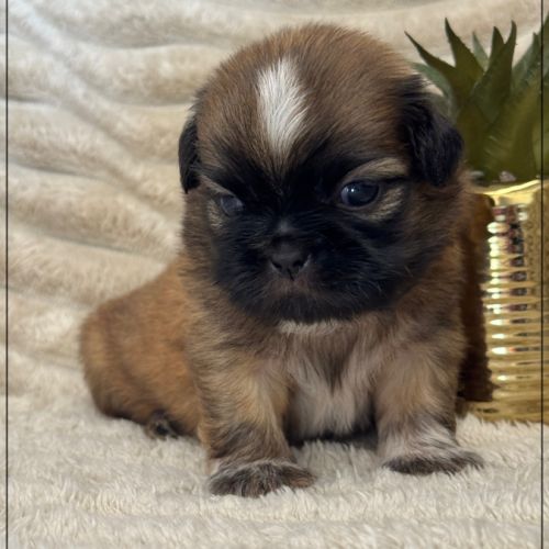 Bob, superbe mâle type chiot tzu ,fauve uni #2