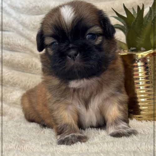 Bob, superbe mâle type chiot tzu ,fauve uni