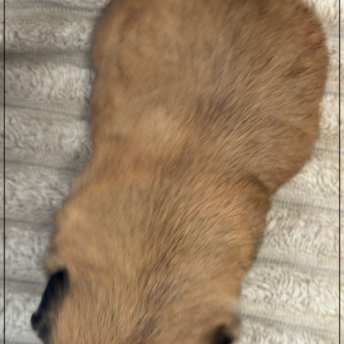 Bob, superbe mâle type chiot tzu ,fauve uni #5