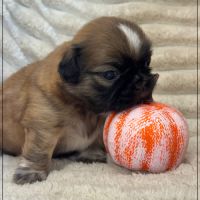 Bob, superbe mâle type chiot tzu ,fauve uni #4