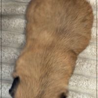 Bob, superbe mâle type chiot tzu ,fauve uni #5