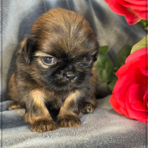 Ben, superbe mâle type shih tzu ,fauve uni