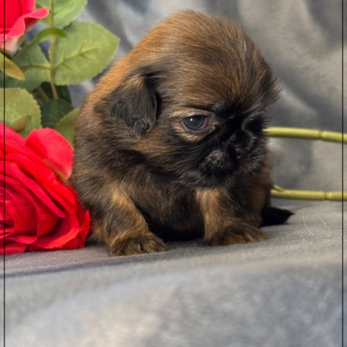 Ben, superbe mâle type shih tzu ,fauve uni #3