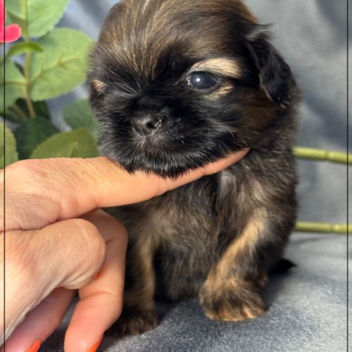 Ben, superbe mâle type shih tzu ,fauve uni #4
