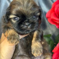 Ben, superbe mâle type shih tzu ,fauve uni #2
