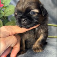 Ben, superbe mâle type shih tzu ,fauve uni #4