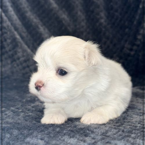 Bellina, superbe femelle bichon maltais nain lof #4