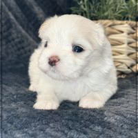Bellina, superbe femelle bichon maltais nain lof #1