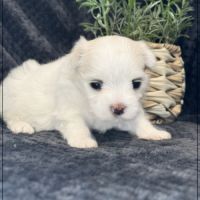 Bellina, superbe femelle bichon maltais nain lof #2