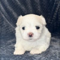 Bellina, superbe femelle bichon maltais nain lof