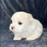 Bellina, superbe femelle bichon maltais nain lof #4