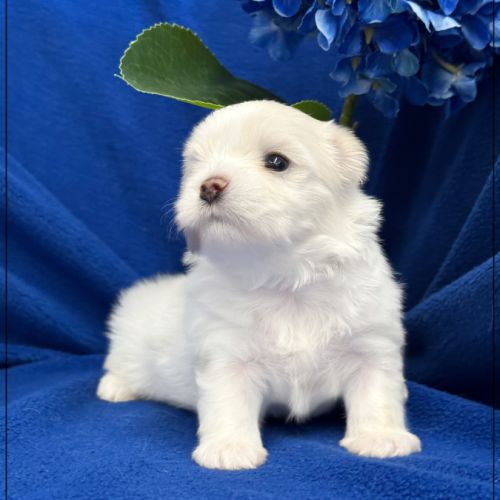Bubble, superbe mâle bichon maltais nain lof #3