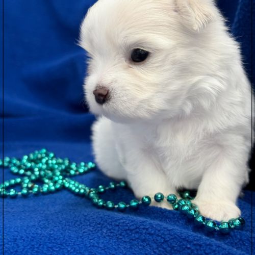 Bubble, superbe mâle bichon maltais nain lof #5