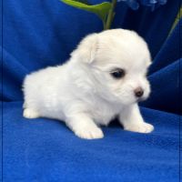 Bubble, superbe mâle bichon maltais nain lof #1
