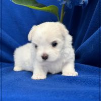 Bubble, superbe mâle bichon maltais nain lof