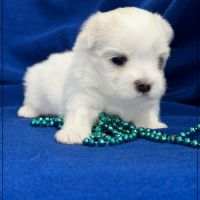 Bubble, superbe mâle bichon maltais nain lof #4