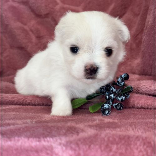 Bohème, superbe femelle bichon maltais nain lof #1