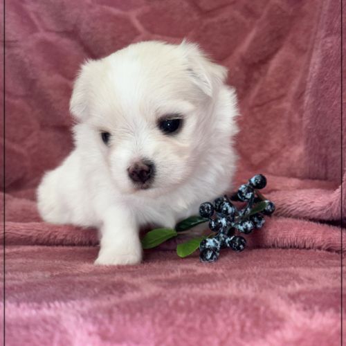 Bohème, superbe femelle bichon maltais nain lof #2