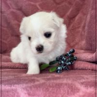 Bohème, superbe femelle bichon maltais nain lof #2