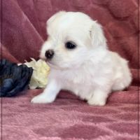 Bohème, superbe femelle bichon maltais nain lof