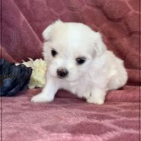 Bohème, superbe femelle bichon maltais nain lof #4