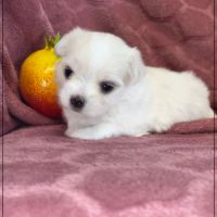 Bohème, superbe femelle bichon maltais nain lof #5