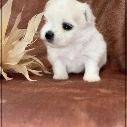 Britta, superbe femelle bichon maltais nain lof #1